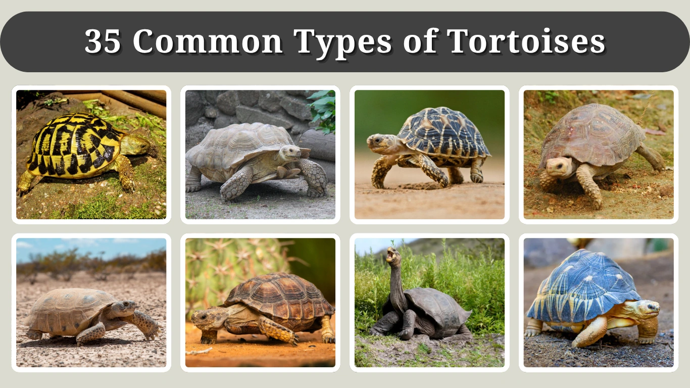 35 Common Types of Tortoises Identification With Pictures 