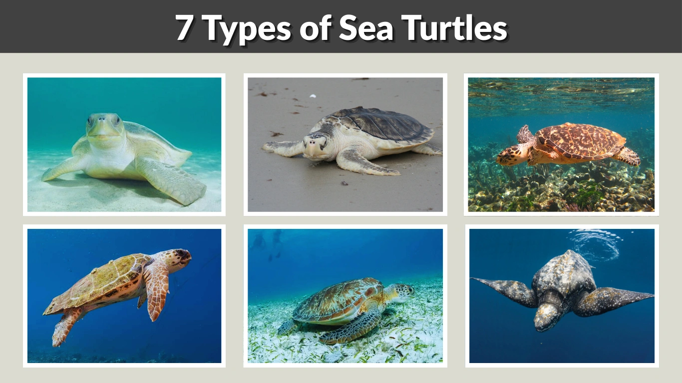 7 Types of Sea Turtles  Identification with Name & Pictures  
