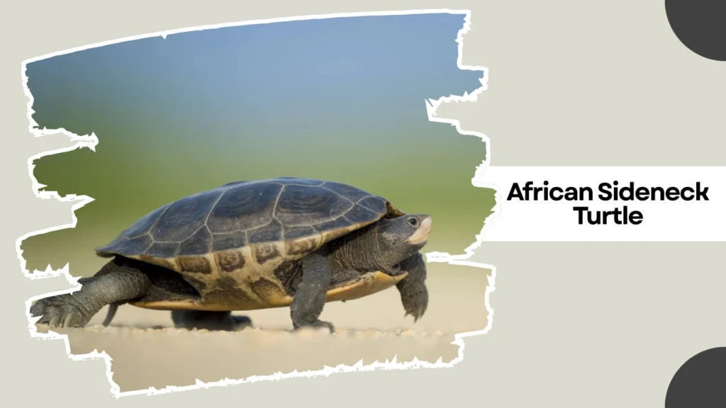African Sideneck Turtle