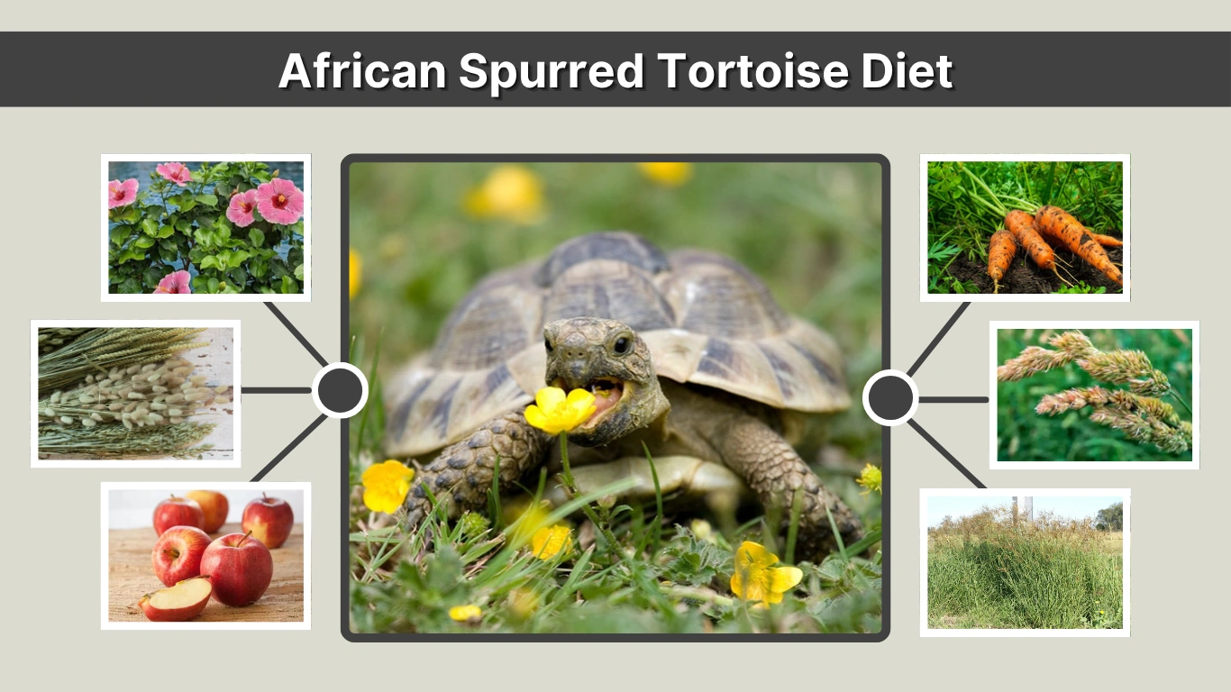 African Spurred Tortoise Diet What They Eat, Avoid & Feeding Guide