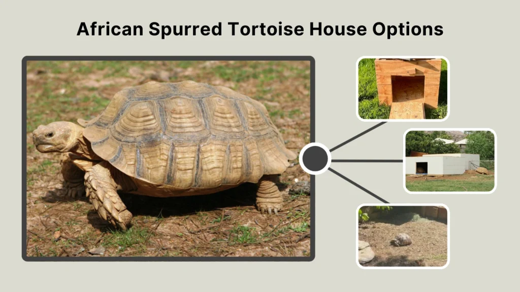 African Spurred Tortoise House Options