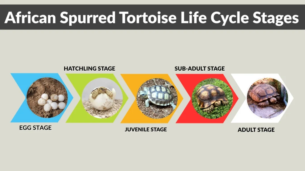 African Spurred Tortoise Life Cycle Stages