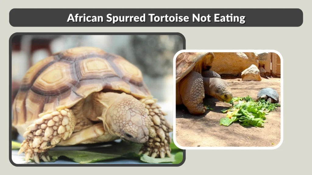 African Spurred Tortoise Not Eating