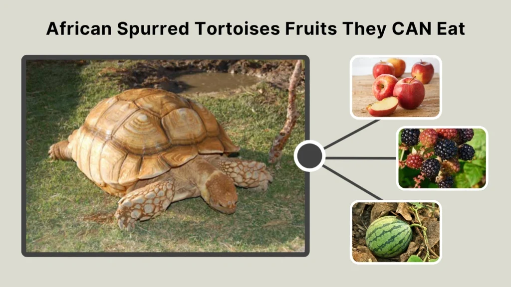 African Spurred Tortoises Fruits They CAN Eat