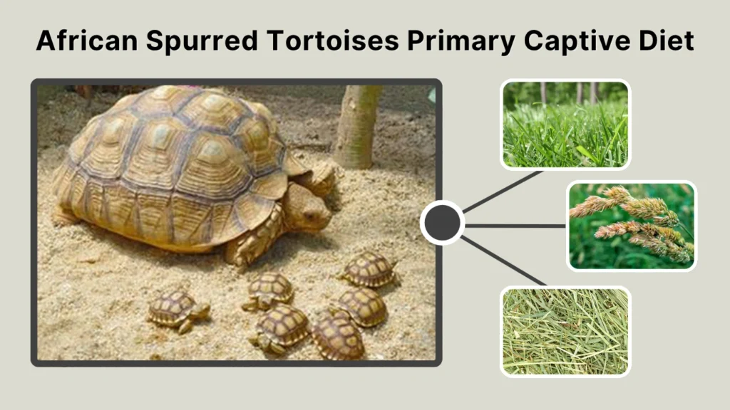 African Spurred Tortoises Primary Captive Diet