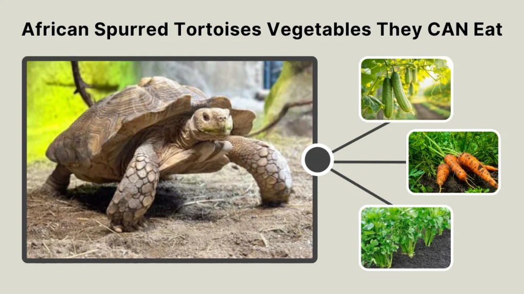 African Spurred Tortoises Vegetables They CAN Eat