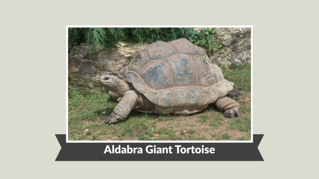 Aldabra Giant Tortoise
