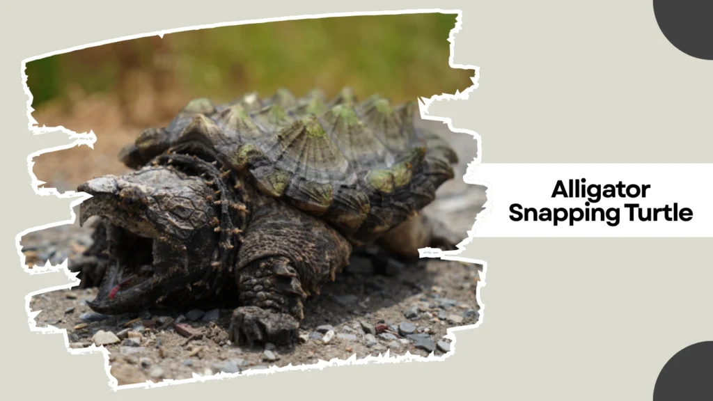 Alligator Snapping Turtle