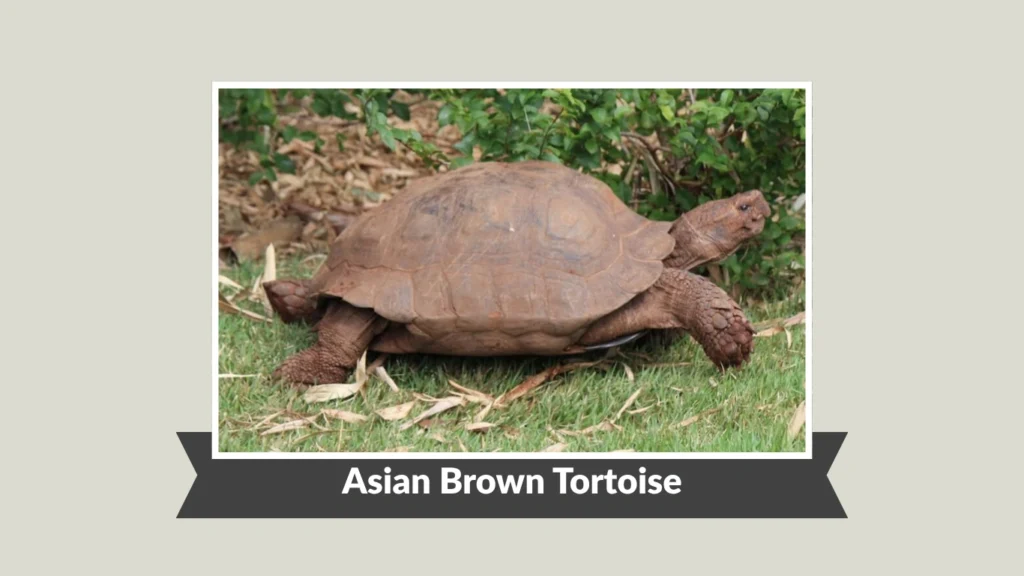 Asian Brown Tortoise