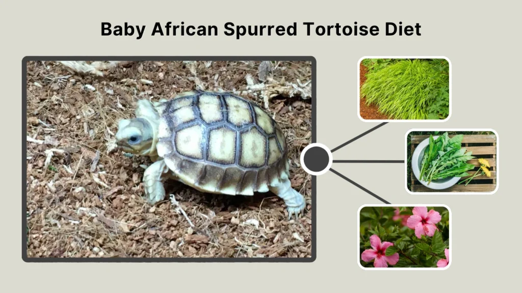 Baby African Spurred Tortoise Diet