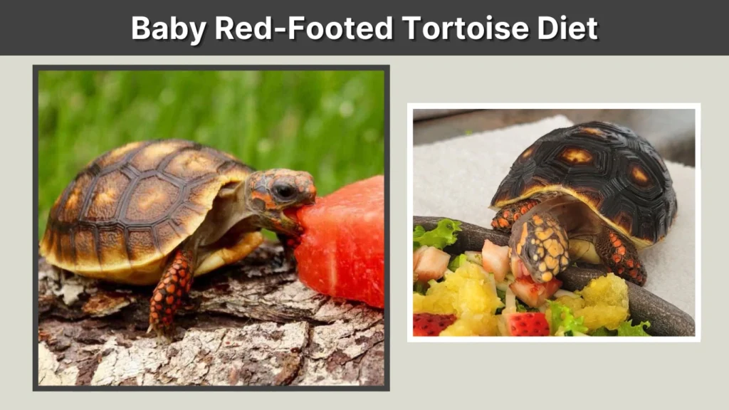 Baby Red-Footed Tortoise Diet