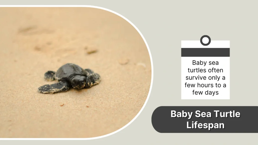 Baby Sea Turtle Lifespan