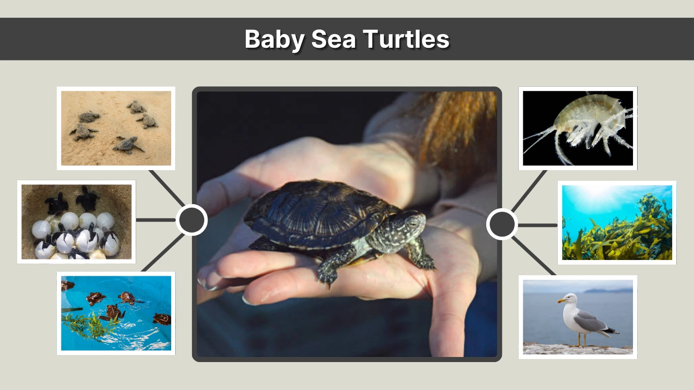 Baby Sea Turtles Diet, Survival, Hatching & Fascinating Facts