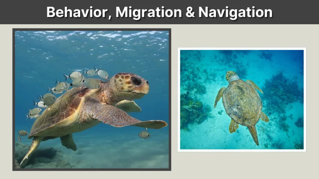Behavior, Migration & Navigation