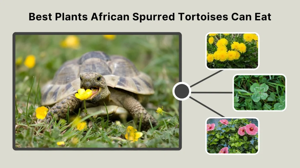 Best Plants African Spurred Tortoises Can Eat