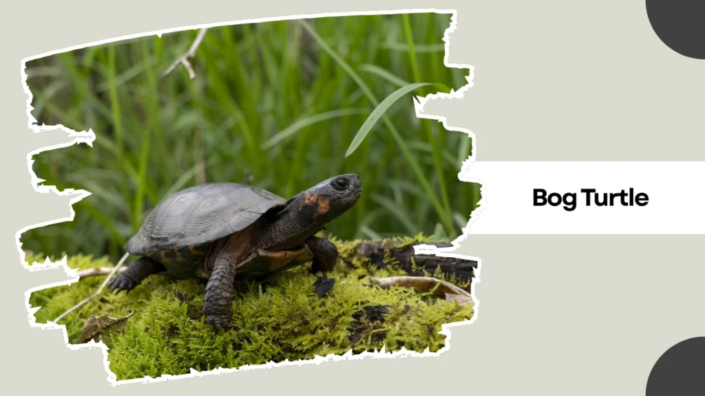 Bog Turtle