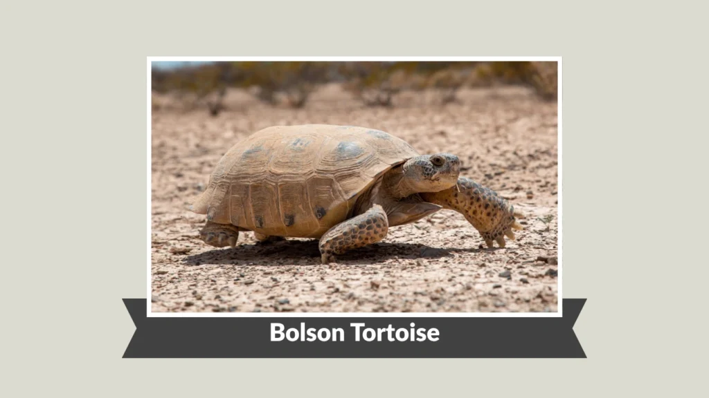 Bolson Tortoise