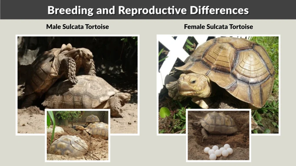 Breeding and Reproductive Differences
