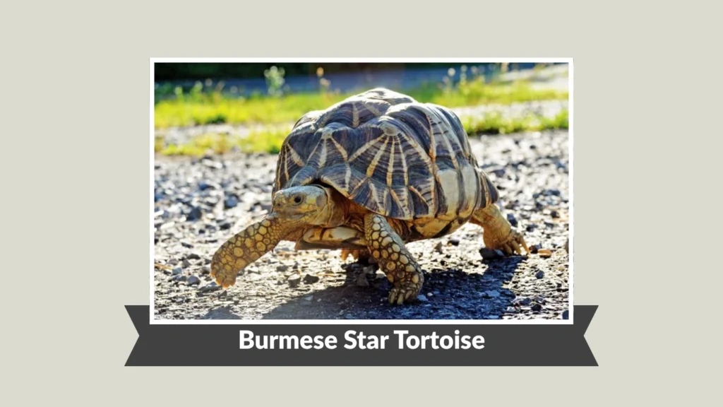 Burmese Star Tortoise