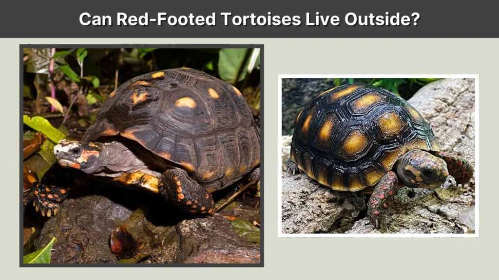 Can Red-Footed Tortoises Live Outside