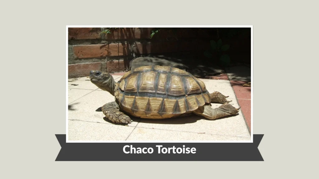 Chaco Tortoise