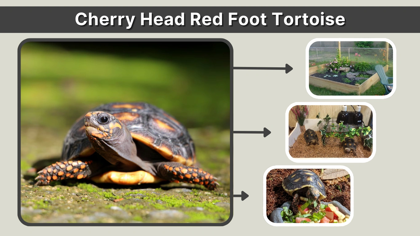 Cherry Head Red Foot Tortoise Care, Size, Diet & Facts