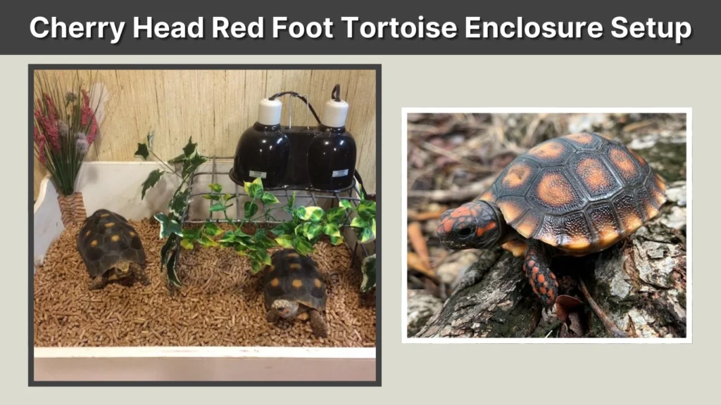 Cherry Head Red Foot Tortoise Enclosure Setup