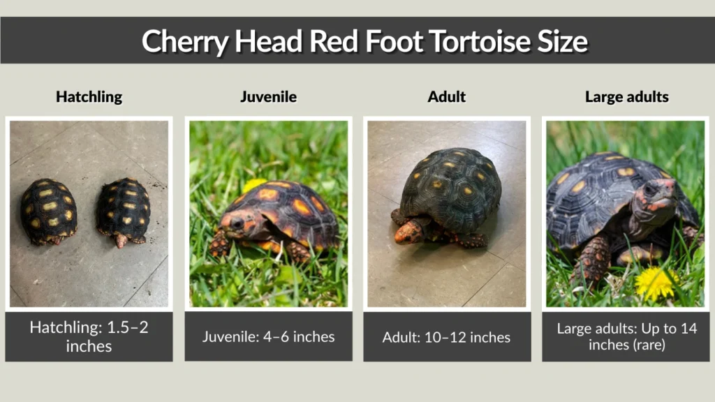 Cherry Head Red Foot Tortoise Size