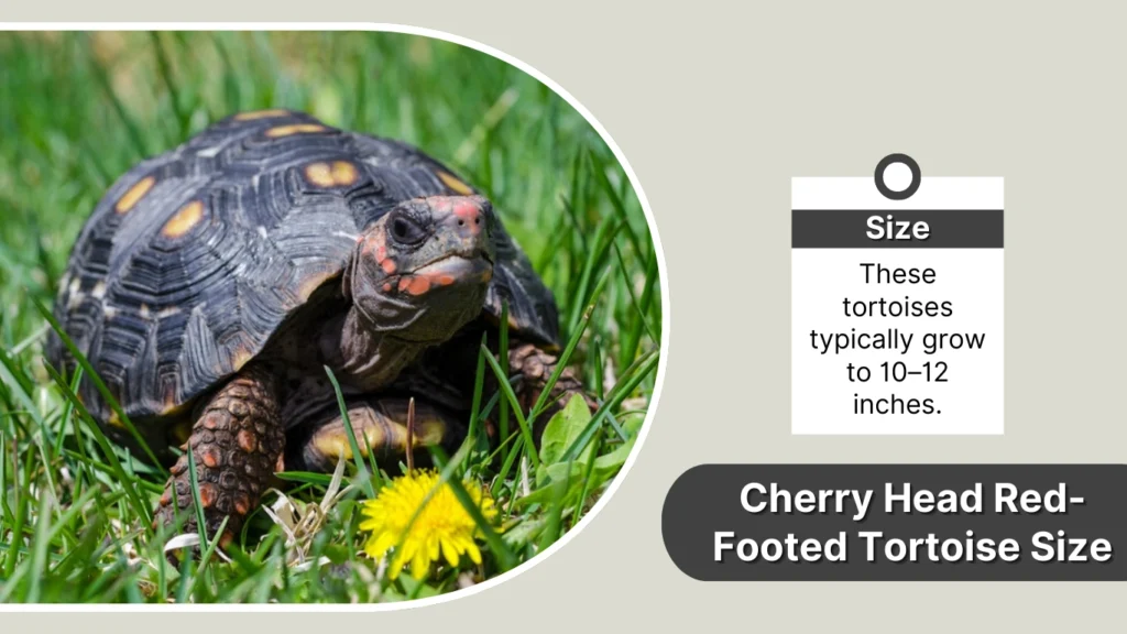 Cherry Head Red-Footed Tortoise Size