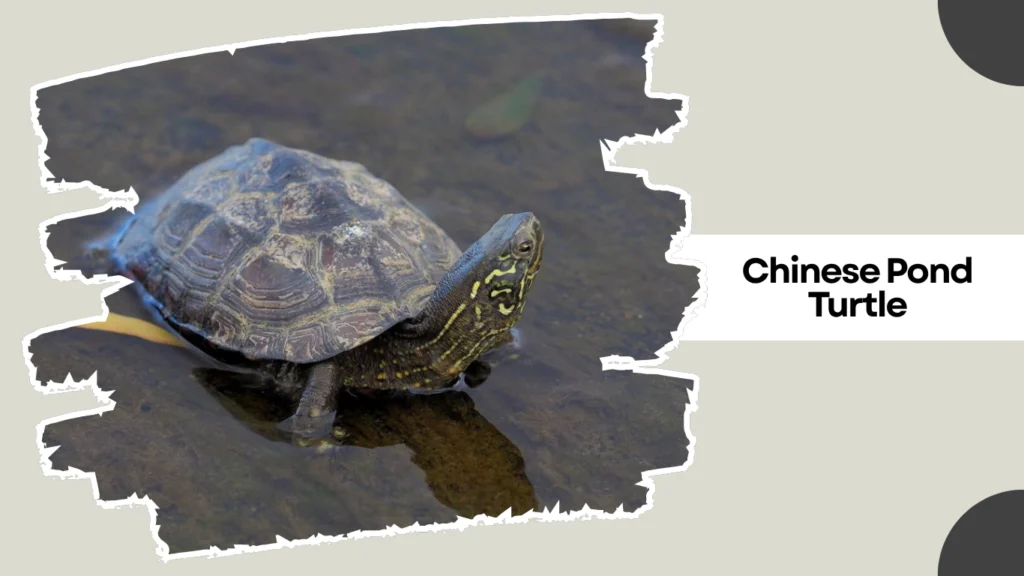 Chinese Pond Turtle