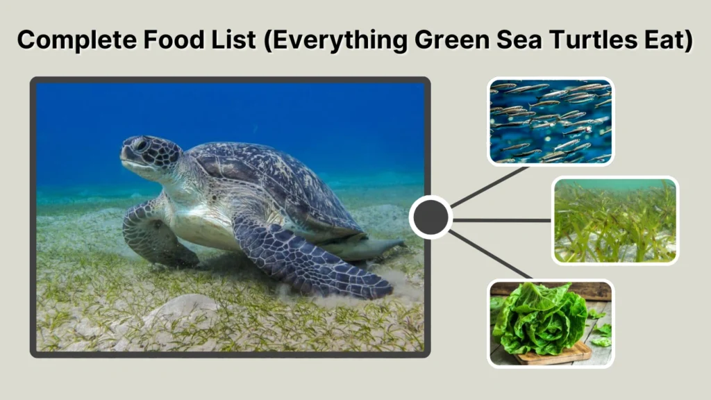 Complete Food List (Everything Green Sea Turtles Eat)