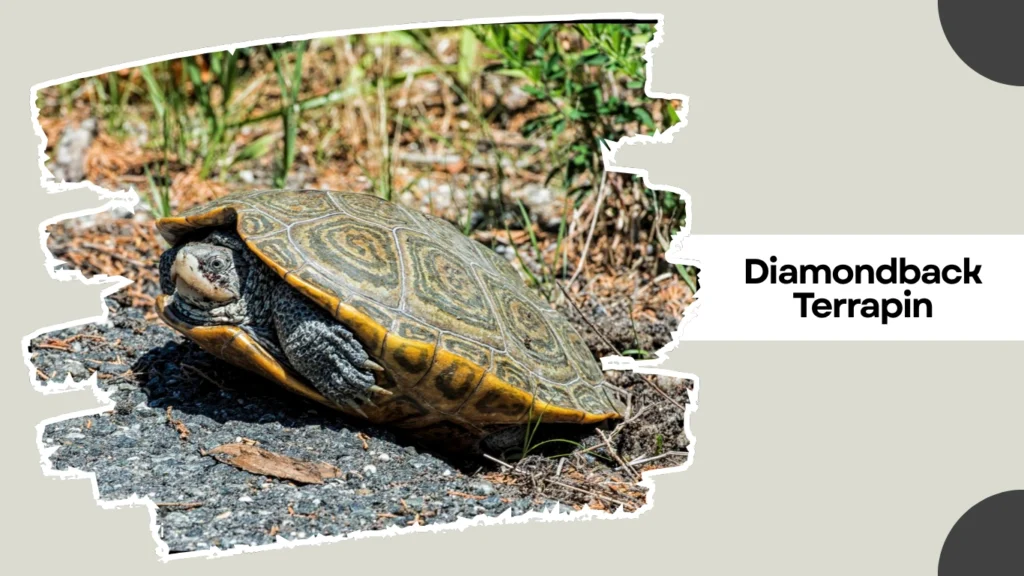 Diamondback Terrapin