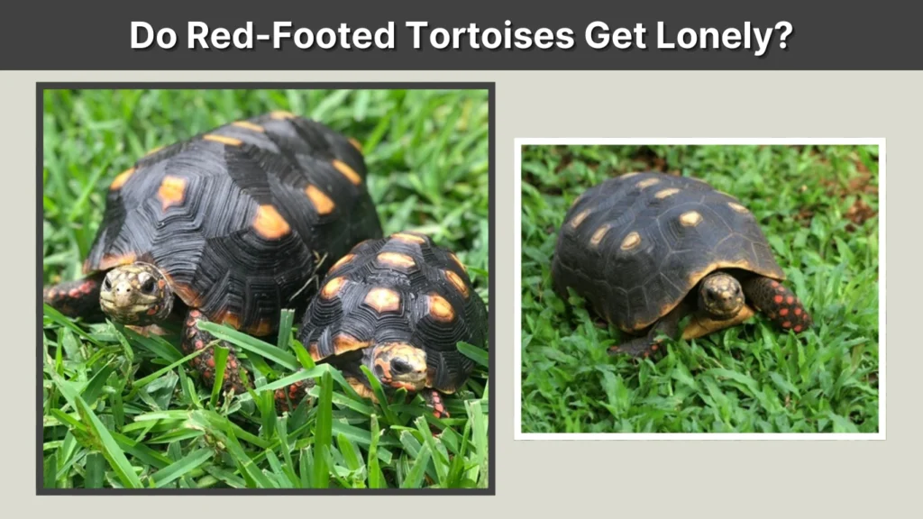 Do Red-Footed Tortoises Get Lonely