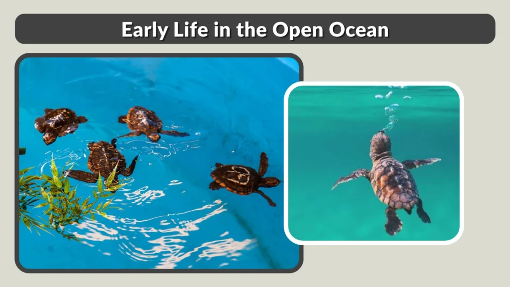 Early Life in the Open Ocean