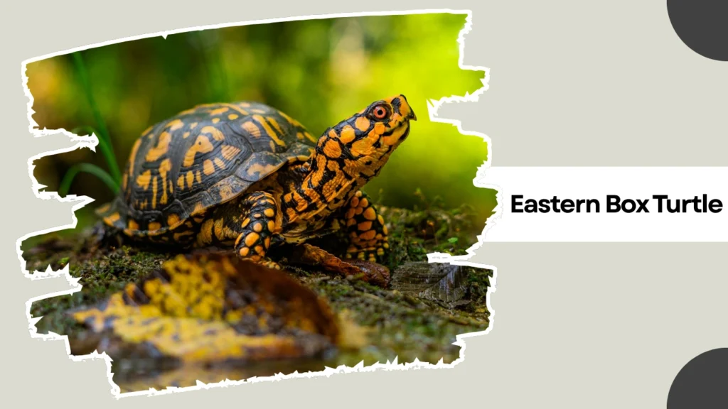 Eastern Box Turtle