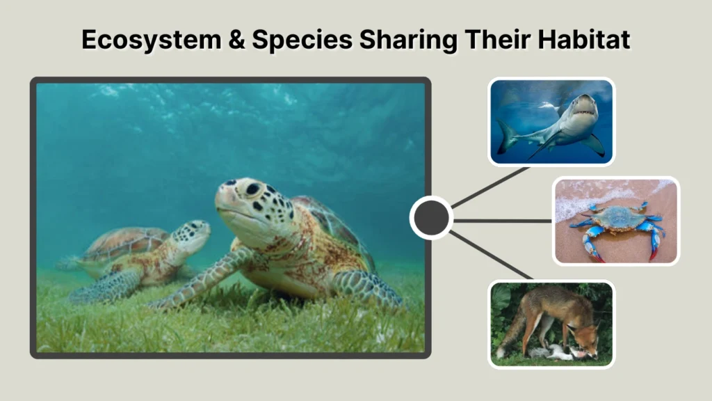 Ecosystem & Species Sharing Their Habitat