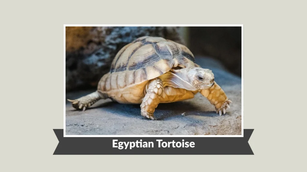 Egyptian Tortoise