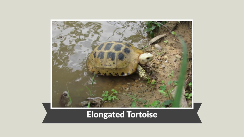 Elongated Tortoise