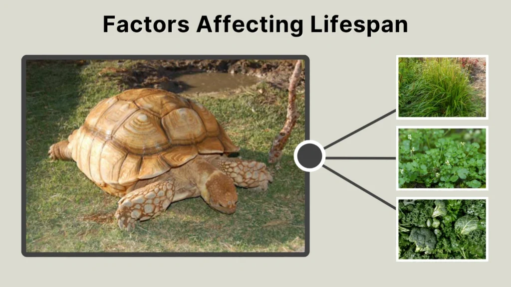Factors Affecting Lifespan