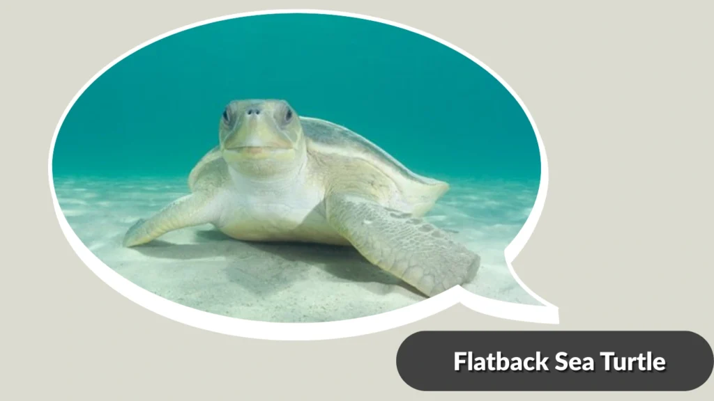 Flatback Sea Turtle