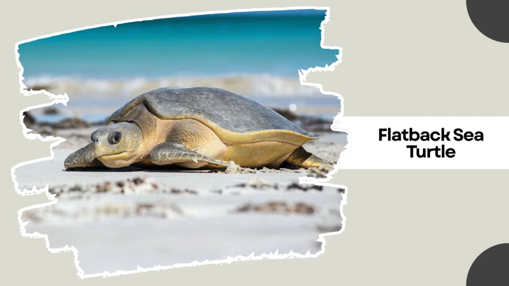 Flatback Sea Turtle