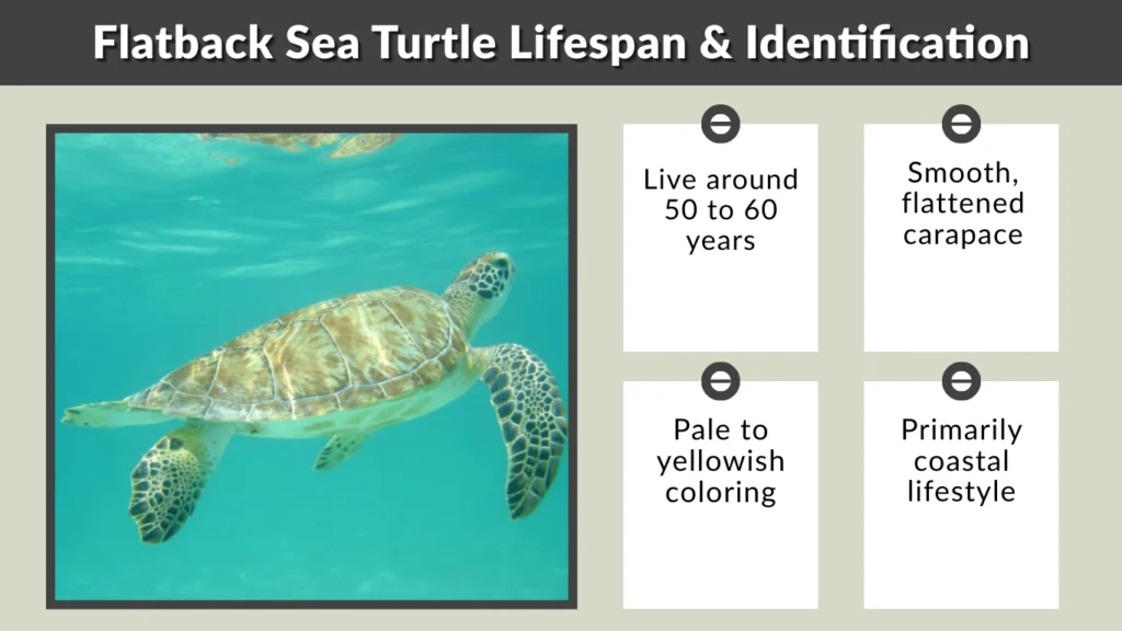 Flatback Sea Turtle Lifespan & Identification