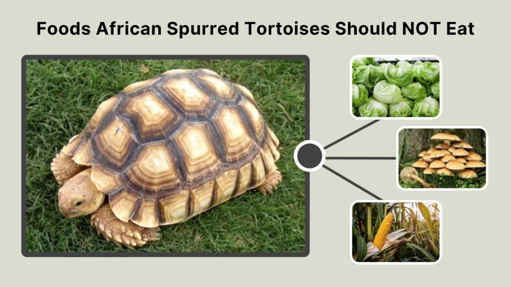 Foods African Spurred Tortoises Should NOT Eat