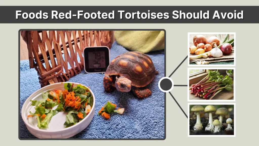 Foods Red-Footed Tortoises Should Avoid