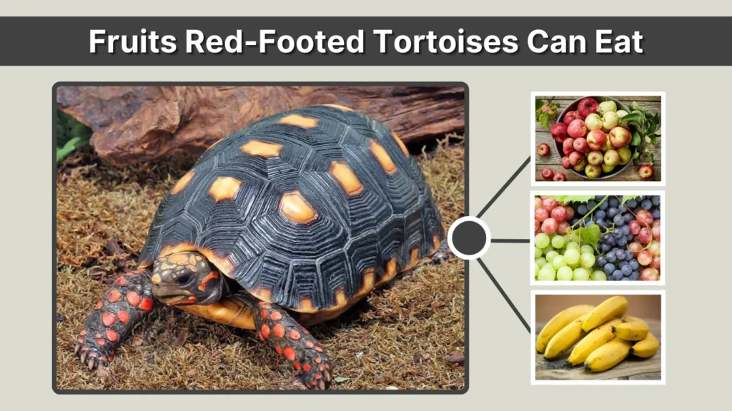 Fruits Red-Footed Tortoises Can Eat