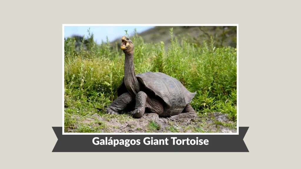 Galápagos Giant Tortoise