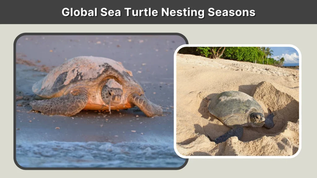 Global Sea Turtle Nesting Seasons