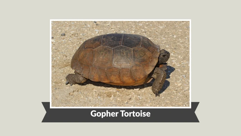 Gopher Tortoise