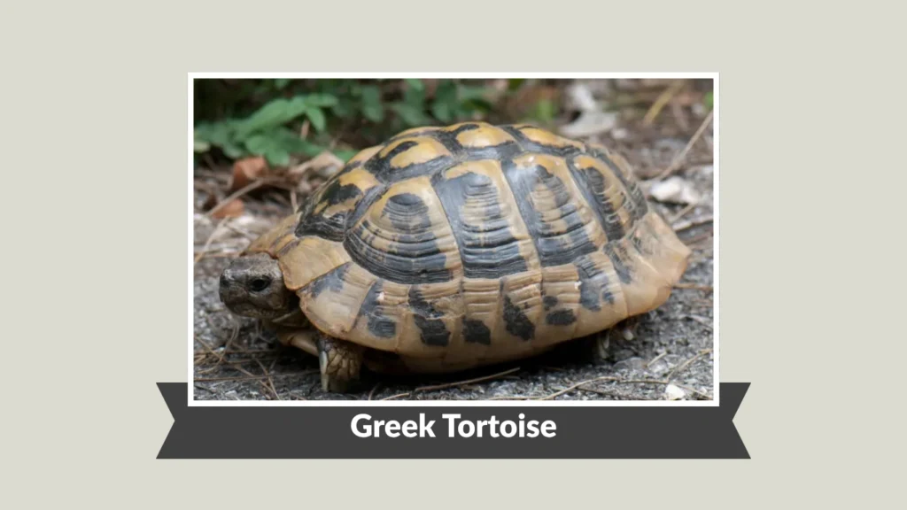 Greek Tortoise