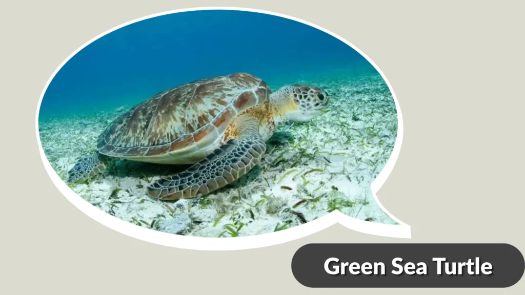 Green Sea Turtle